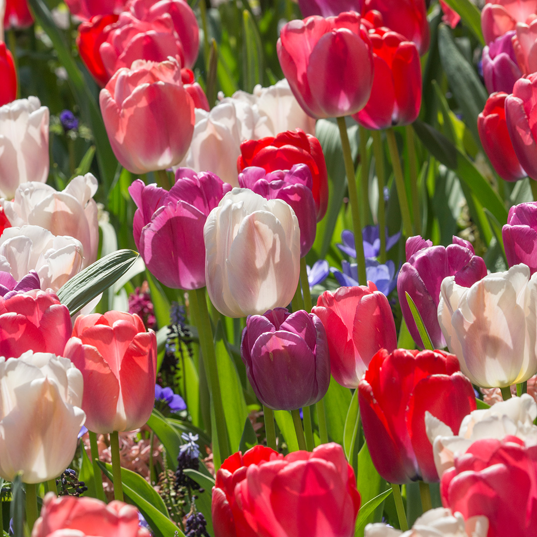 Mixture Pride Mix , à 100