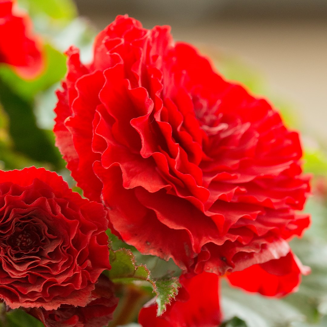 Begonia double scarlet/red 5/6 à 10