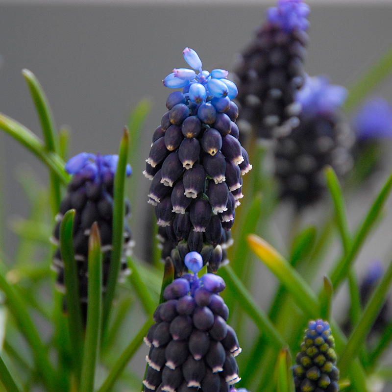 Muscari neglectum 5/+ , à 100 Muscari neglectum 5/+ , à 100