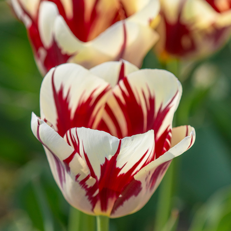 Tulipa Grand Perfection® 12/14 , à 50