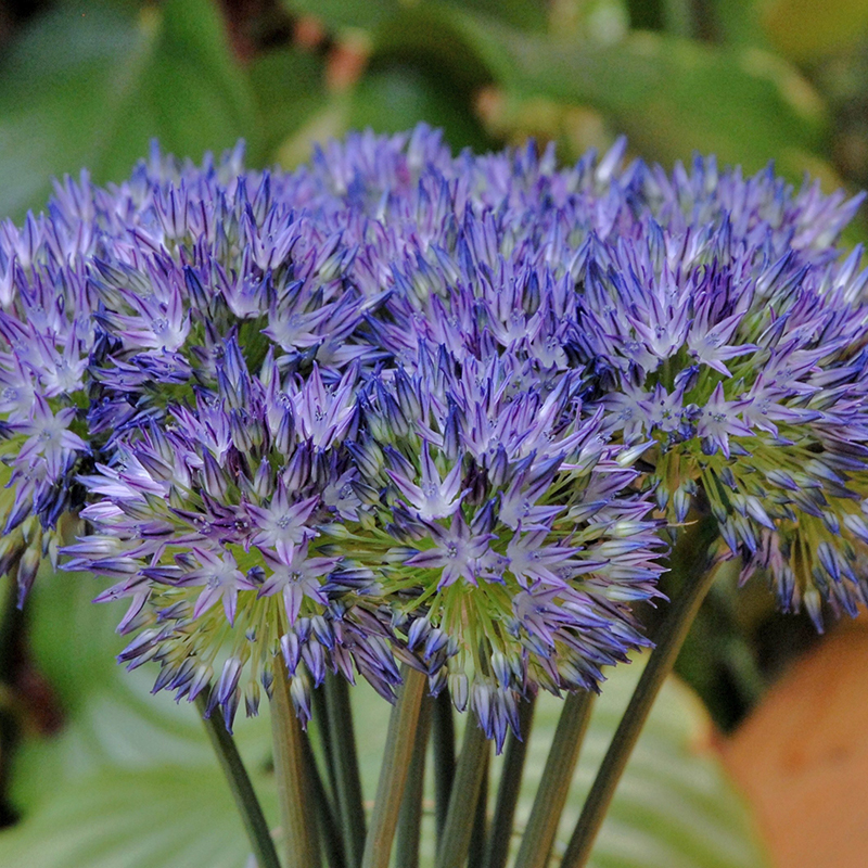 Allium caeruleum 4/5 , 