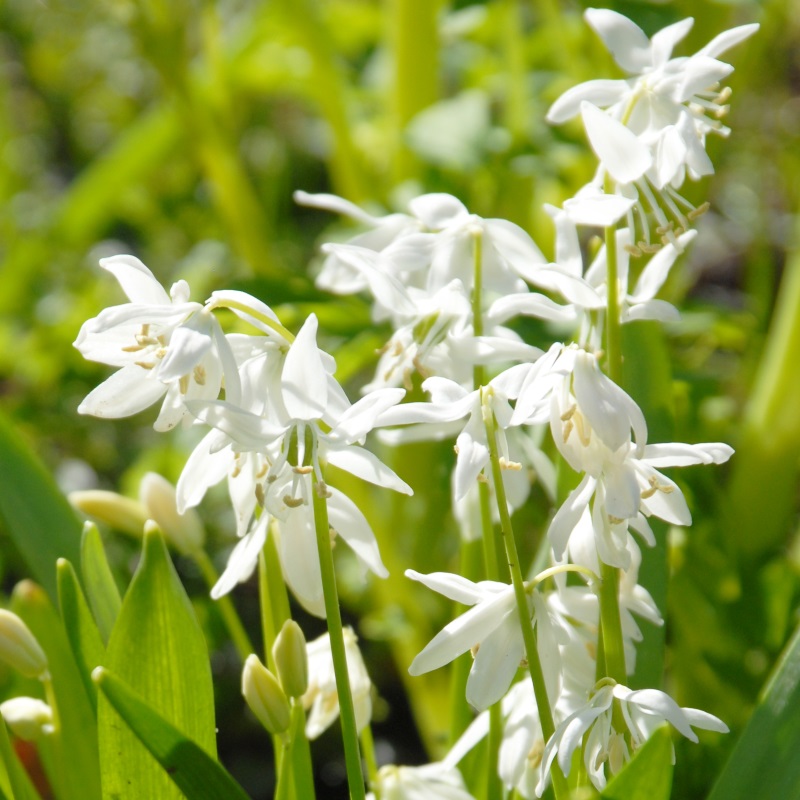 Scilla siberica Alba 7/8 , 