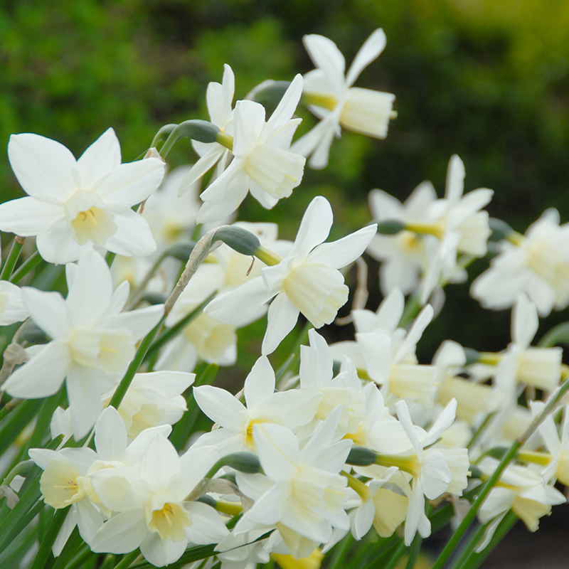 Narcissus Sailboat z12/14 , 