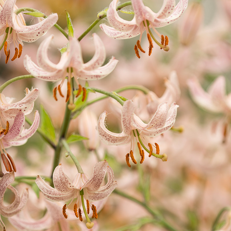 Lilium martagon Pink Morning 12/+ , à 10