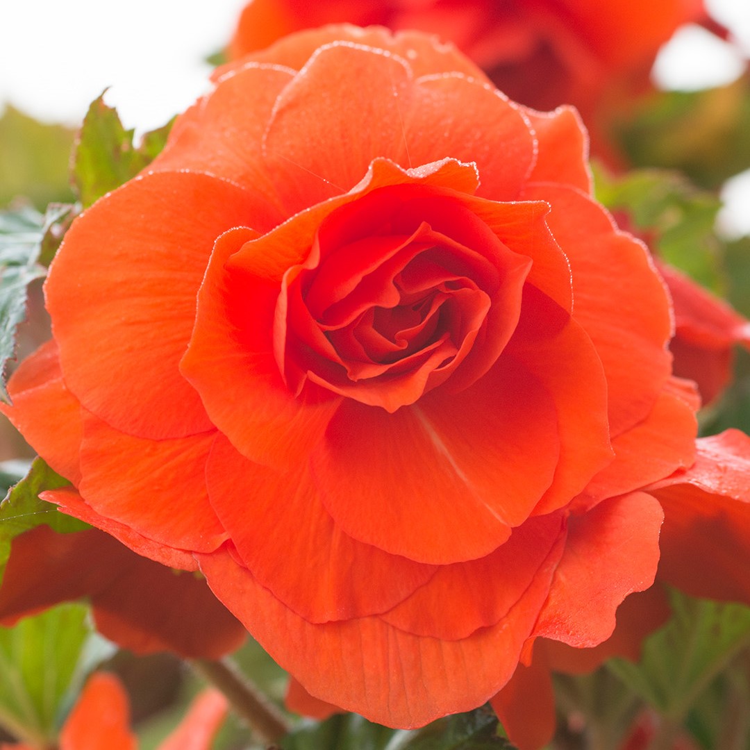 Begonia double orange 5/6 à 10