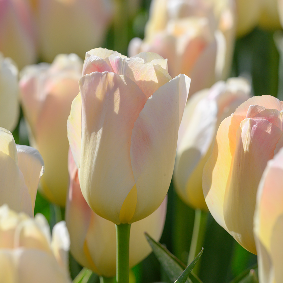 Tulipa Jade Maiden 12/+ , à 50