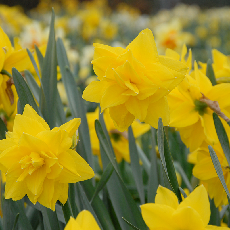 Narcissus Golden Ducat sp14/16 , à 50