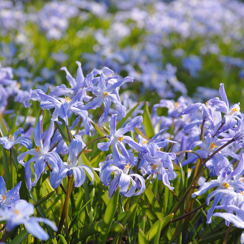 Chionodoxa luciliae 5/6 , 