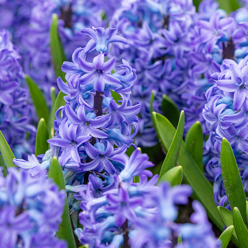 Hyacinthus Aqua