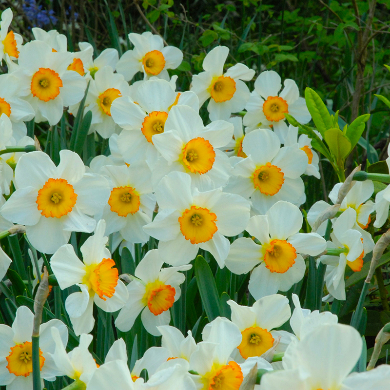 Narcissus Flower Record sp14/16 , à 50 Narcissus Flower Record sp14/16 , à 50