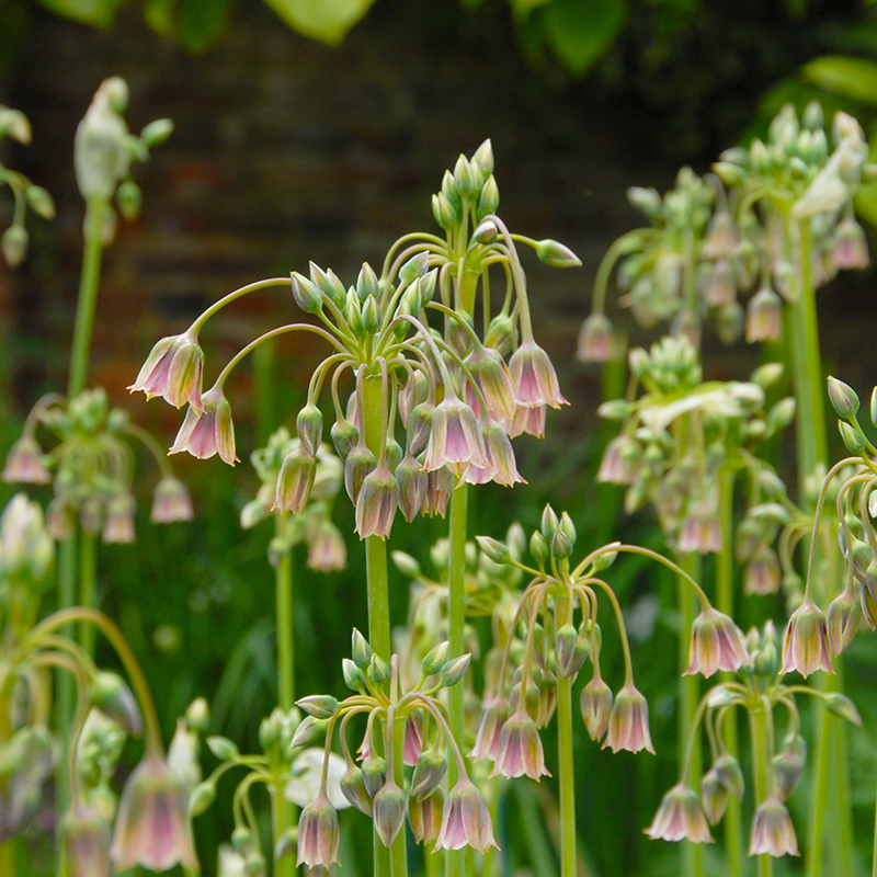 Nectaroscordum siculum 10/+ , 