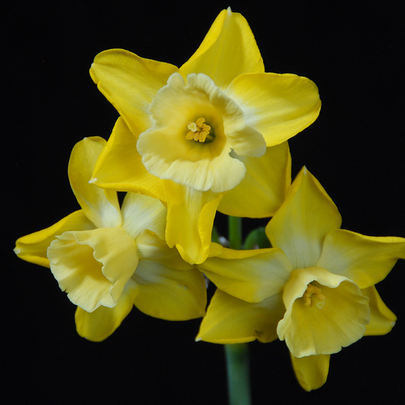 Narcissus Hillstar z12/14 , à 50
