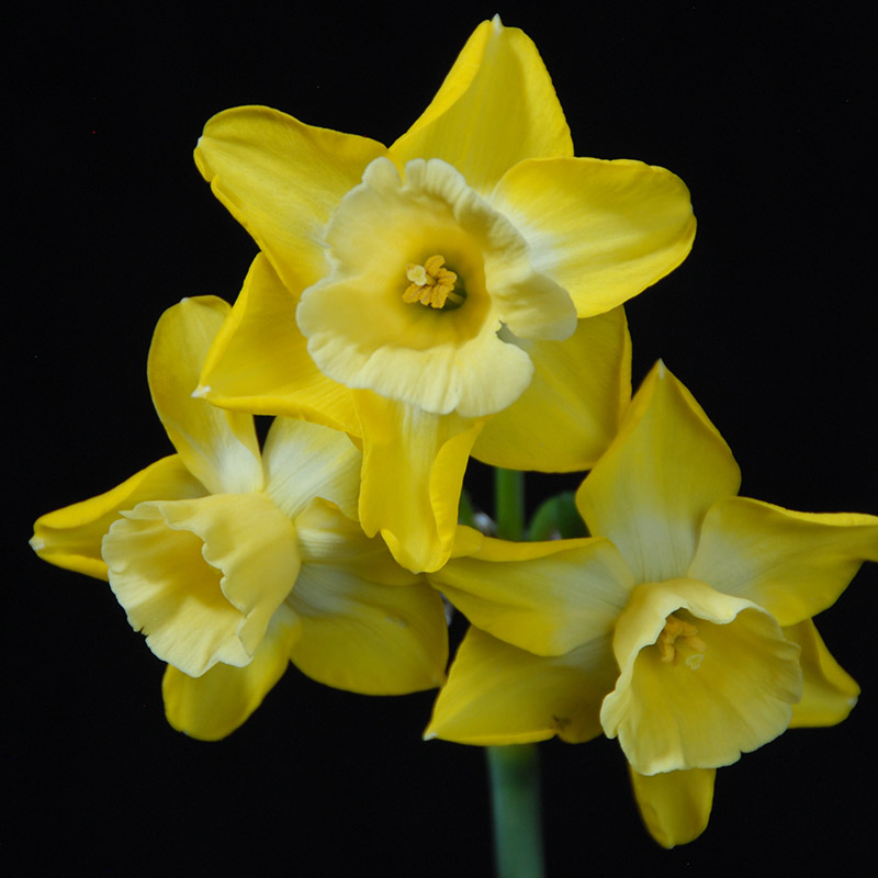 Narcissus Hillstar z12/14 , 