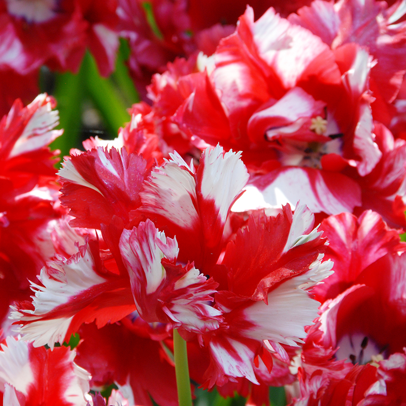 Tulipa Estella Rijnveld 12/14 , à 50