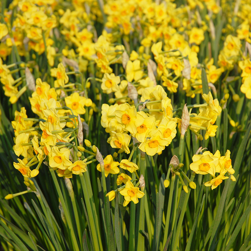 Narcissus Golden Dawn z14/16 , à 50