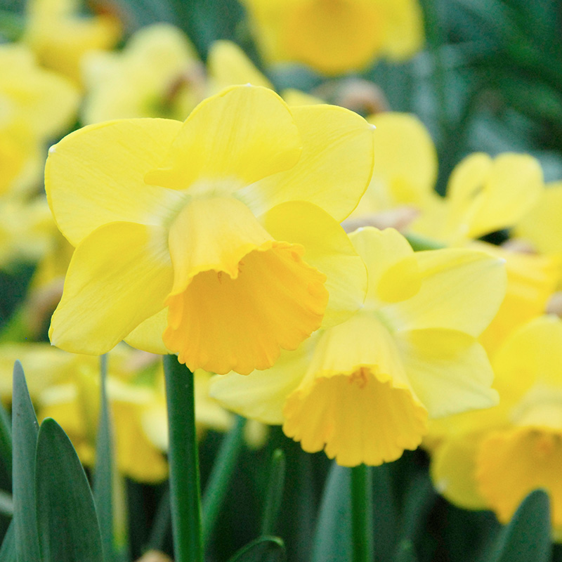 Narcissus Cairngorm sp14/16 , 