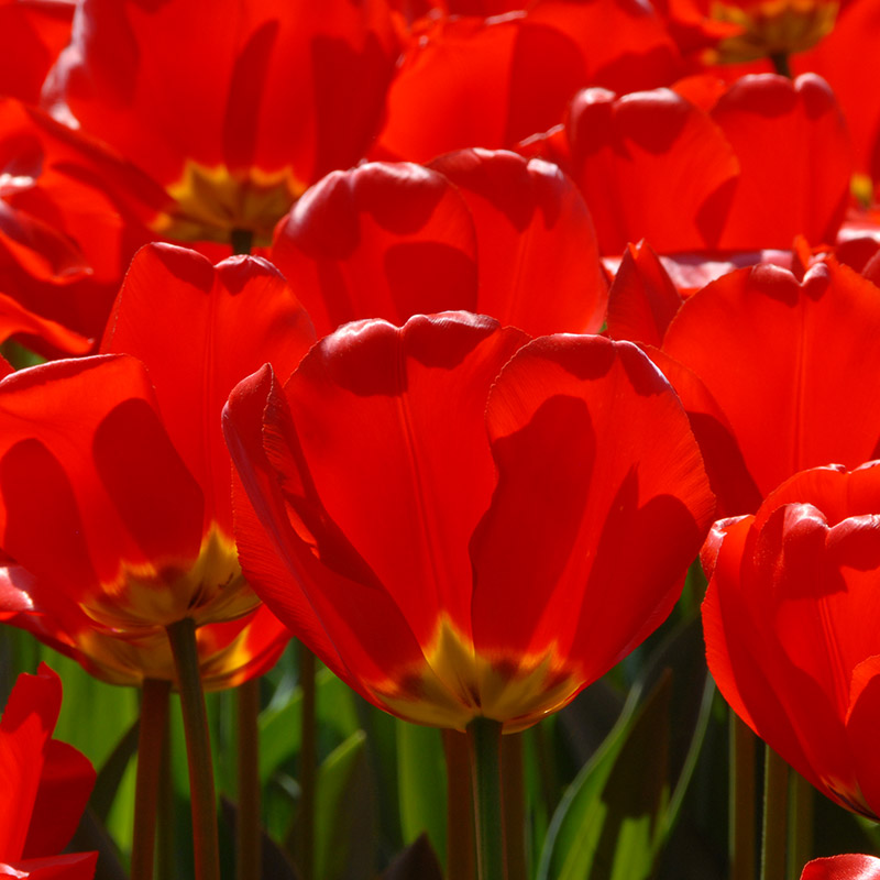 Tulipa Apeldoorn 12/14 , à 50