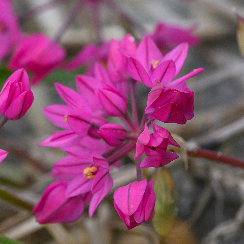 Allium oreophilum 4/5 , à 100