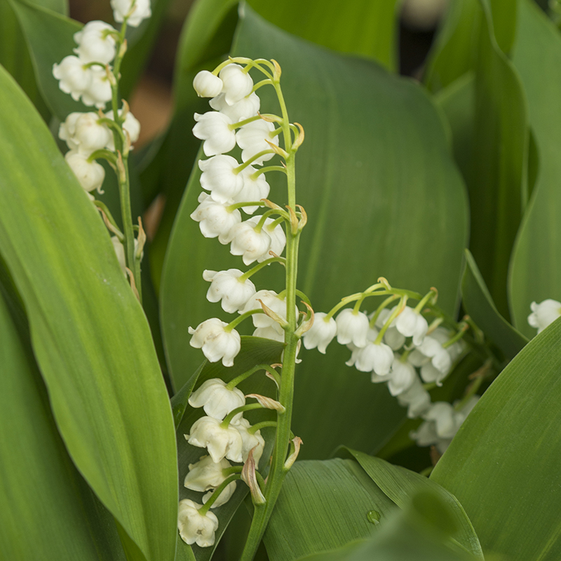 Convallaria majalis I , à 100