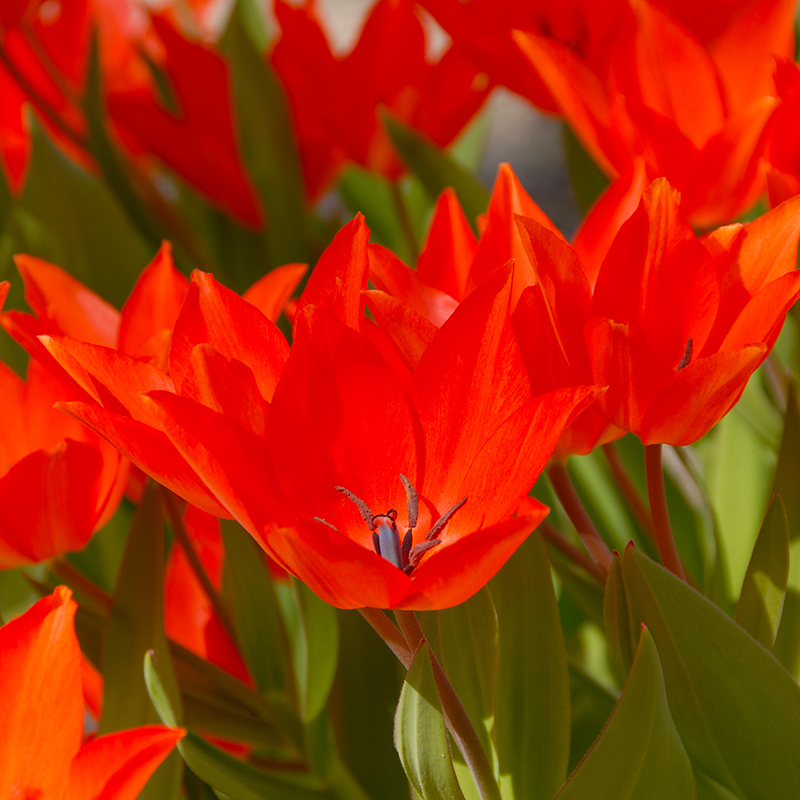 Tulipa praestans Fusilier 12/+ , à 50