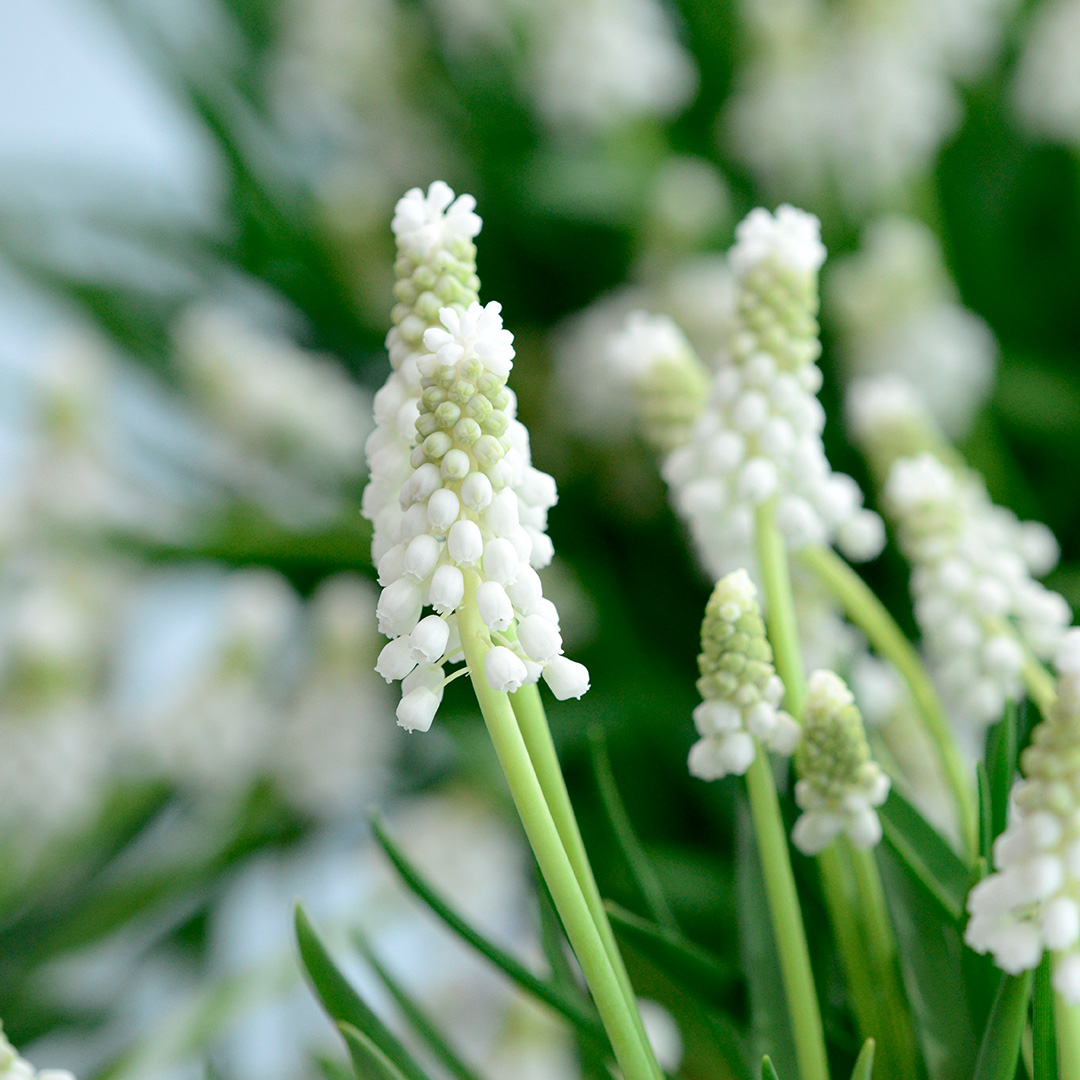 Muscari Siberian Tiger® 7/8 , à 100