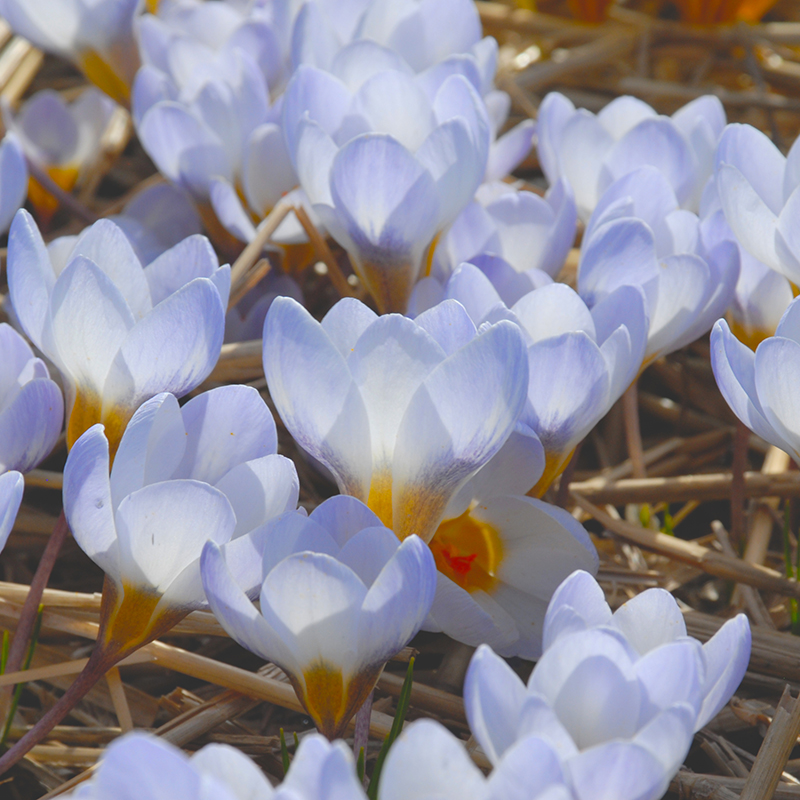 Crocus chrysanthus Blue Pearl 5/6 , à 100