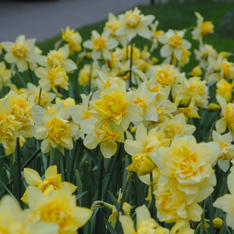 Narcissus Butter & Eggs I , à 50