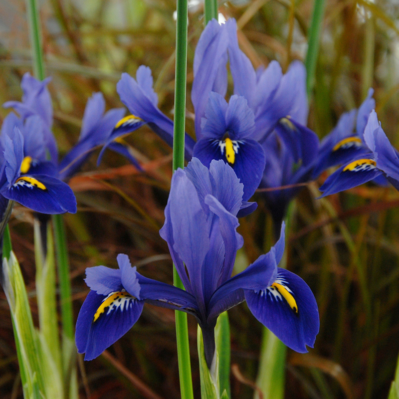 Iris reticulata Harmony 6/+ , à 100