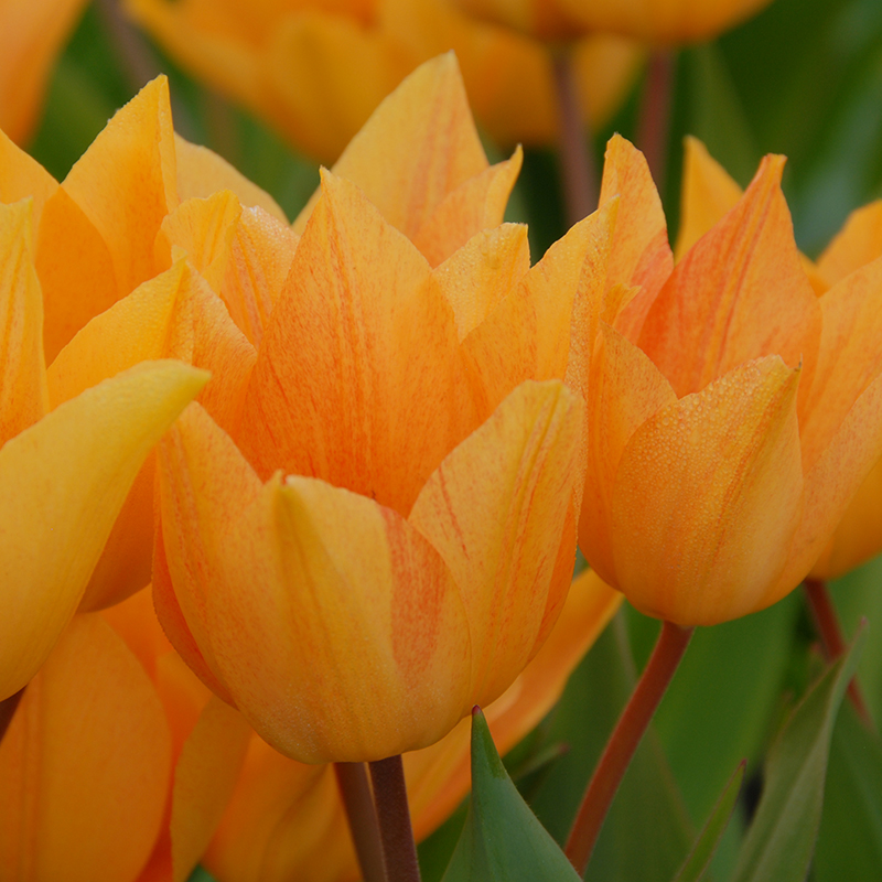 Tulipa praestans Shogun 10/11 , 