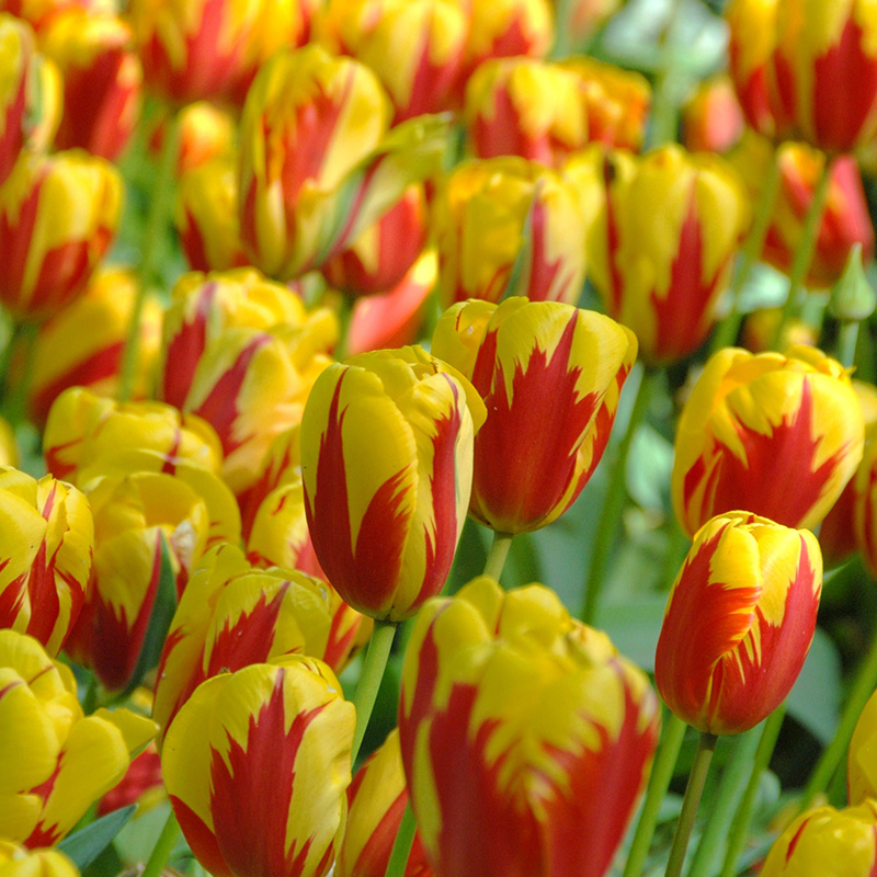 Tulipa Holland Queen® 12/14 , à 50