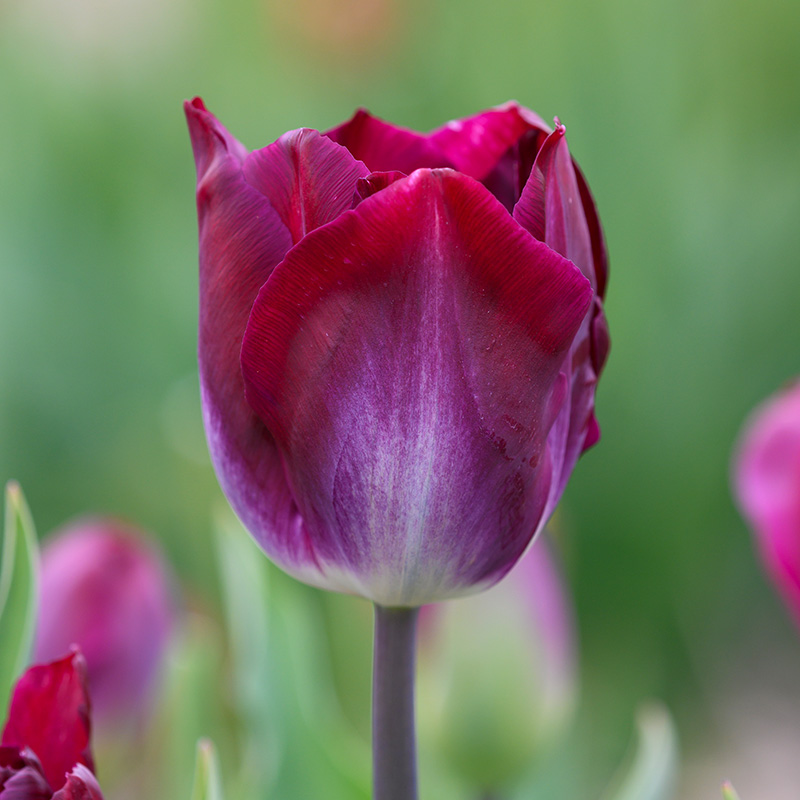 Tulipa Kansas Proud 12/14 , à 50