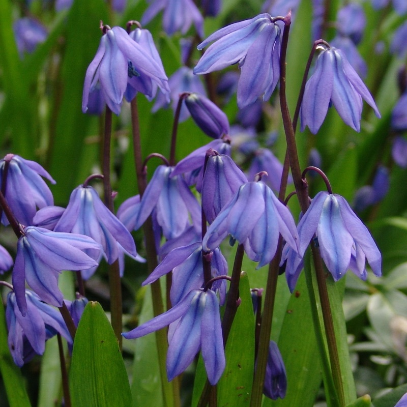 Scilla siberica 7/8 , à 100