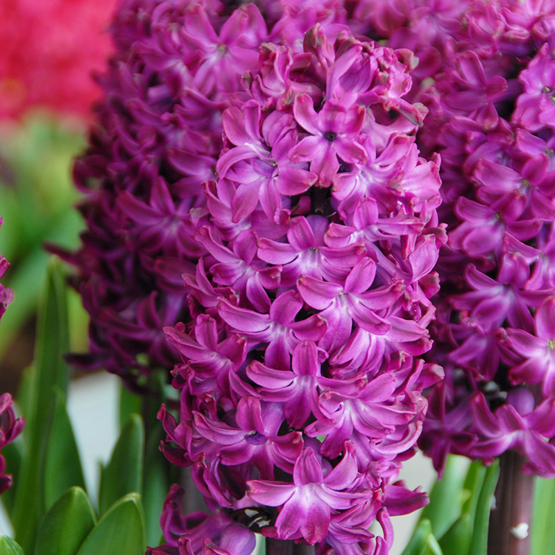 Hyacinthus Woodstock