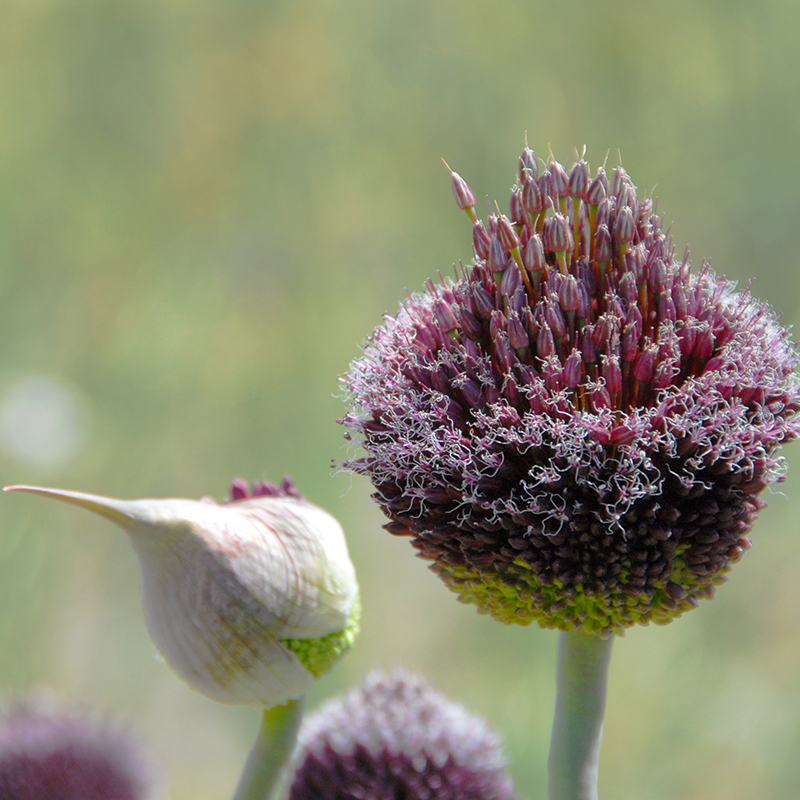 Allium Forelock 12/14 , 