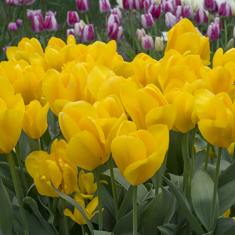 Tulipa Golden Purissima 12/+ , à 50