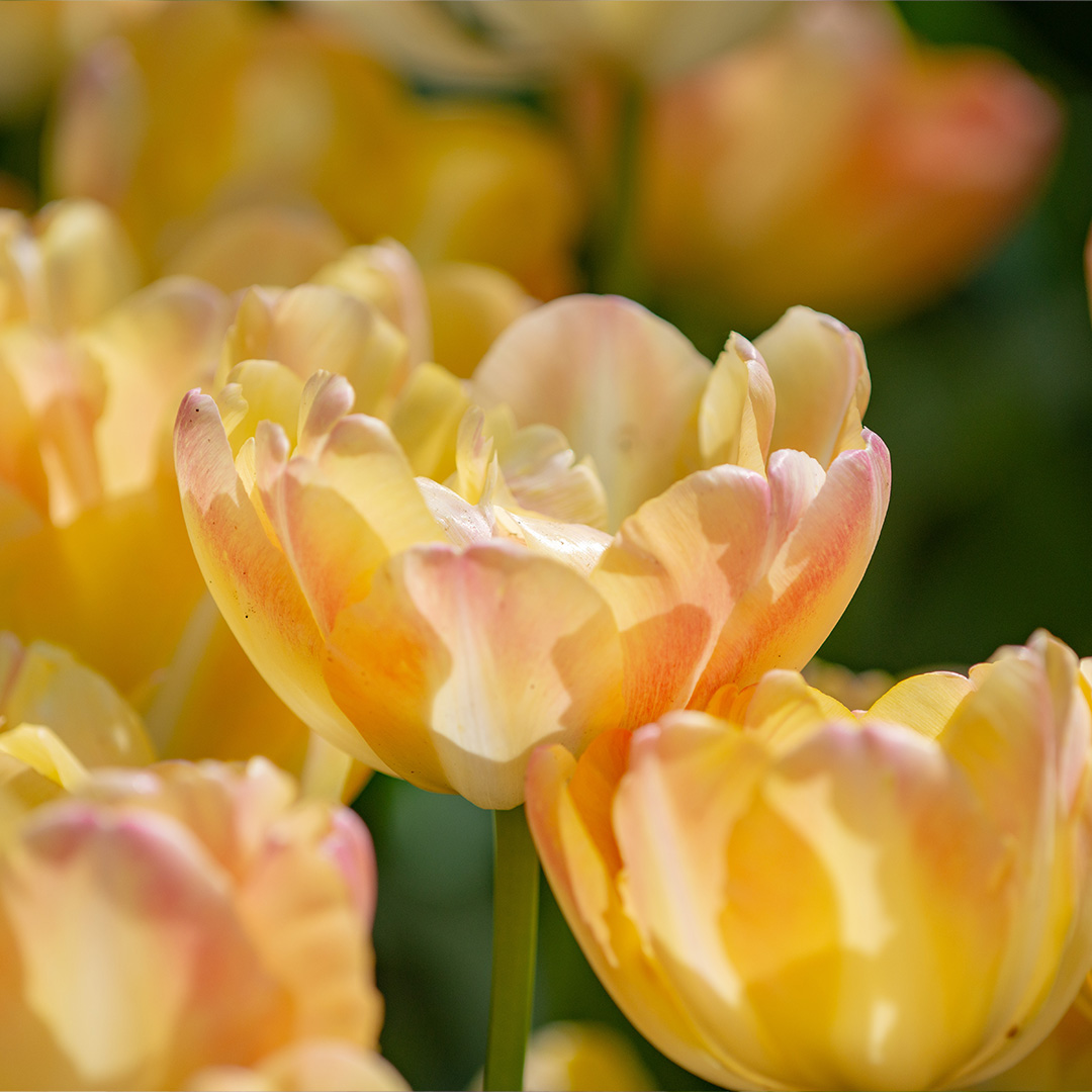Tulipa Crème Upstar® 12/+ , à 50