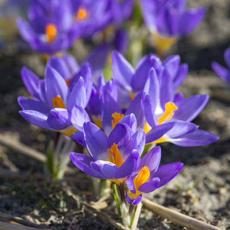 Crocus ssp. sublimis Tricolor 5/+ , à 100