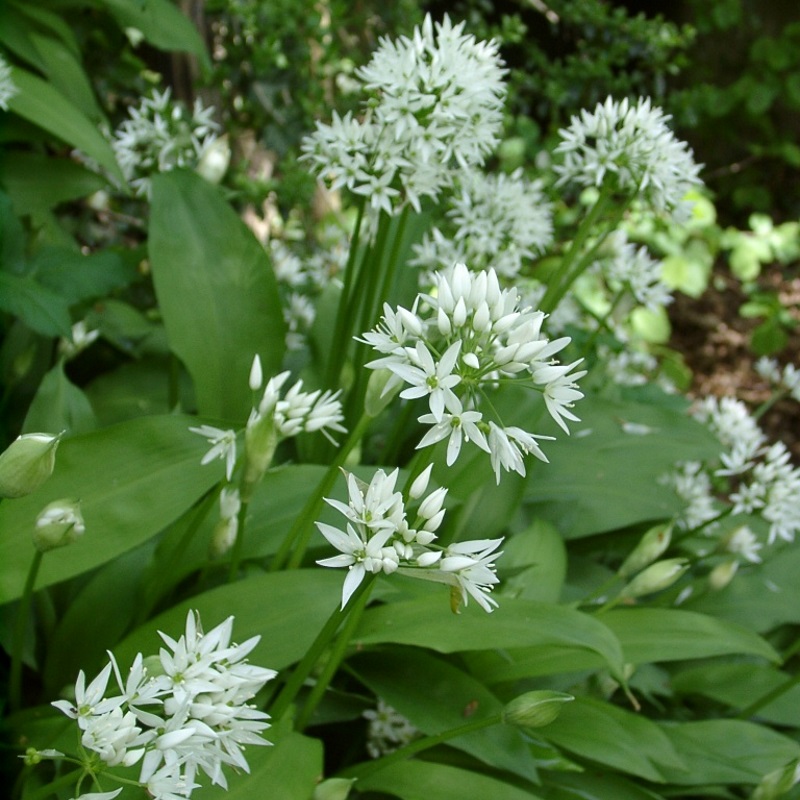 Allium ursinum I , à 100