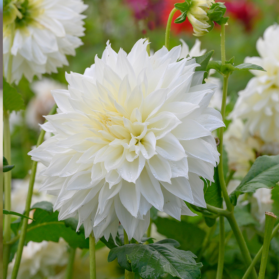 Dahlia Fleurel I , à 5  