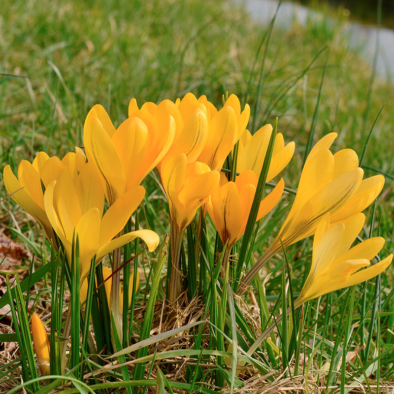 Crocus Golden Yellow 7/8 , à 100