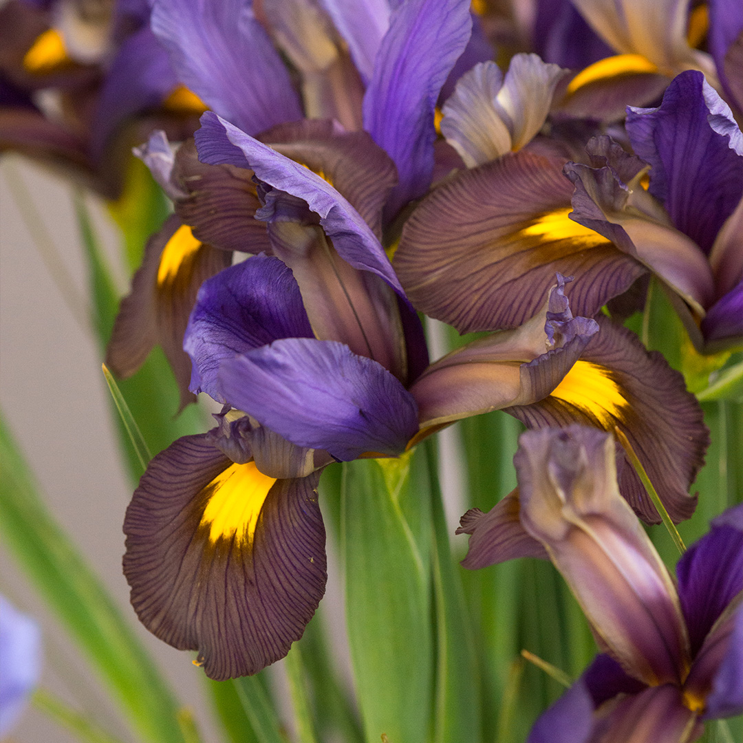 Iris hollandica Tigereye® 7/8 , à 100