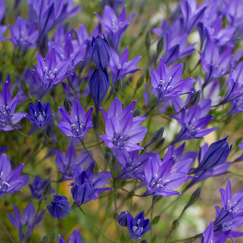 Triteleia laxa Koningin Fabiola 5/+ , à 100 Triteleia laxa Koningin Fabiola 5/+ , à 100