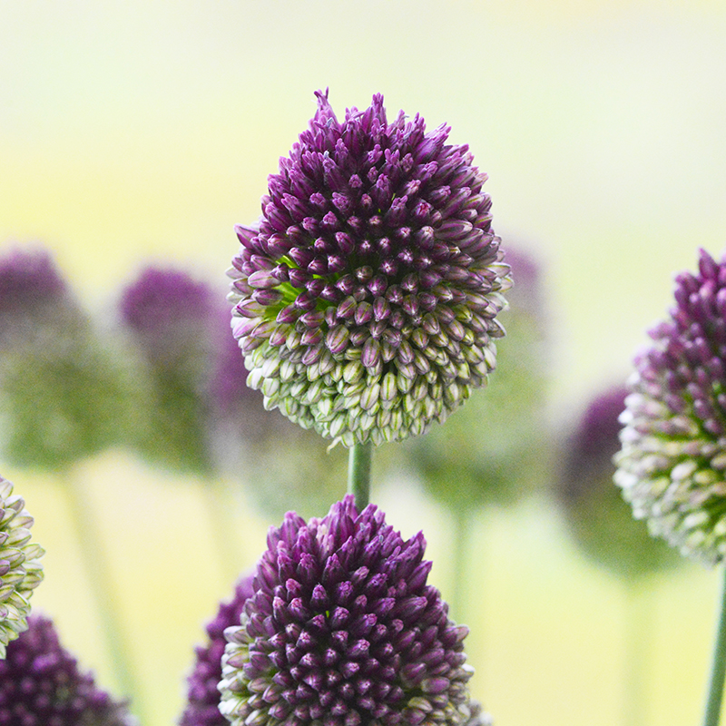 Allium sphaerocephalon 6/+ , à 100 Allium sphaerocephalon 6/+ , à 100