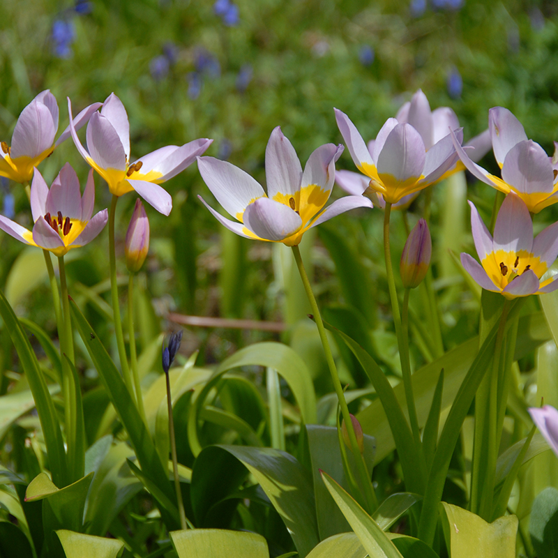 Tulipa saxatilis 6/+ , à 50