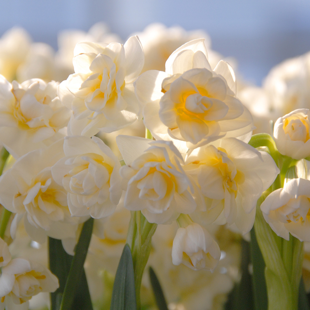 Narcissus Greengarden sp14/16 , à 50