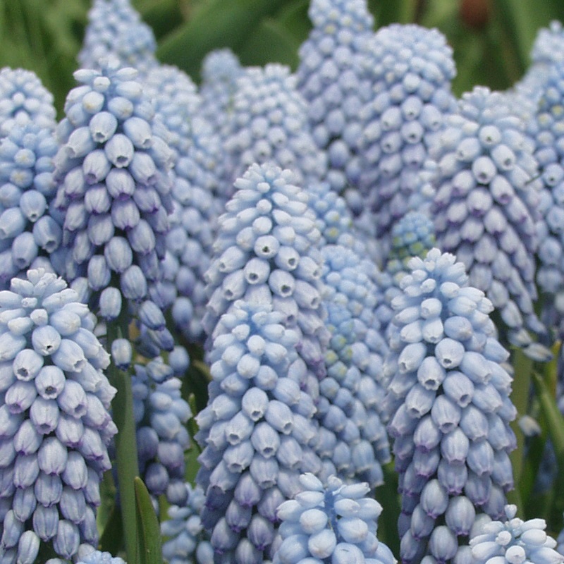 Muscari Valerie Finnis