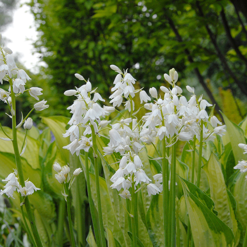 Hyacinthoides hispanica Alba Maxima 8/10 , 