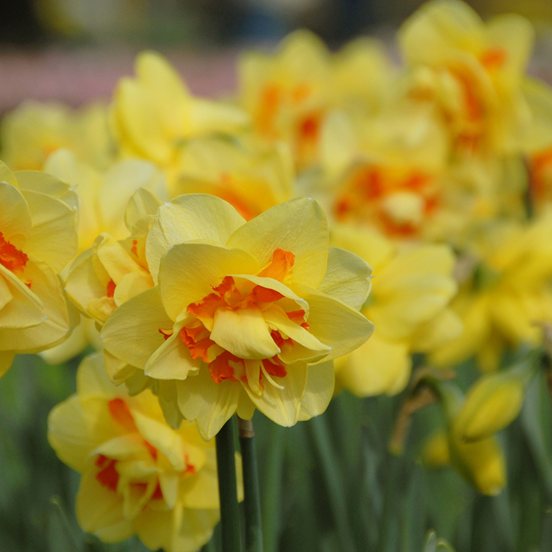 Narcissus Tahiti sp14/16 , à 50