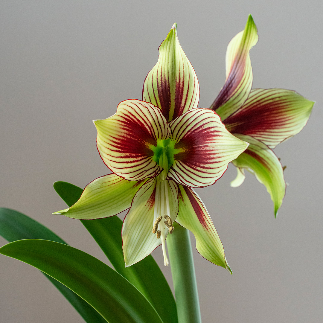 Hippeastrum Papilio® 22/24 , à 5