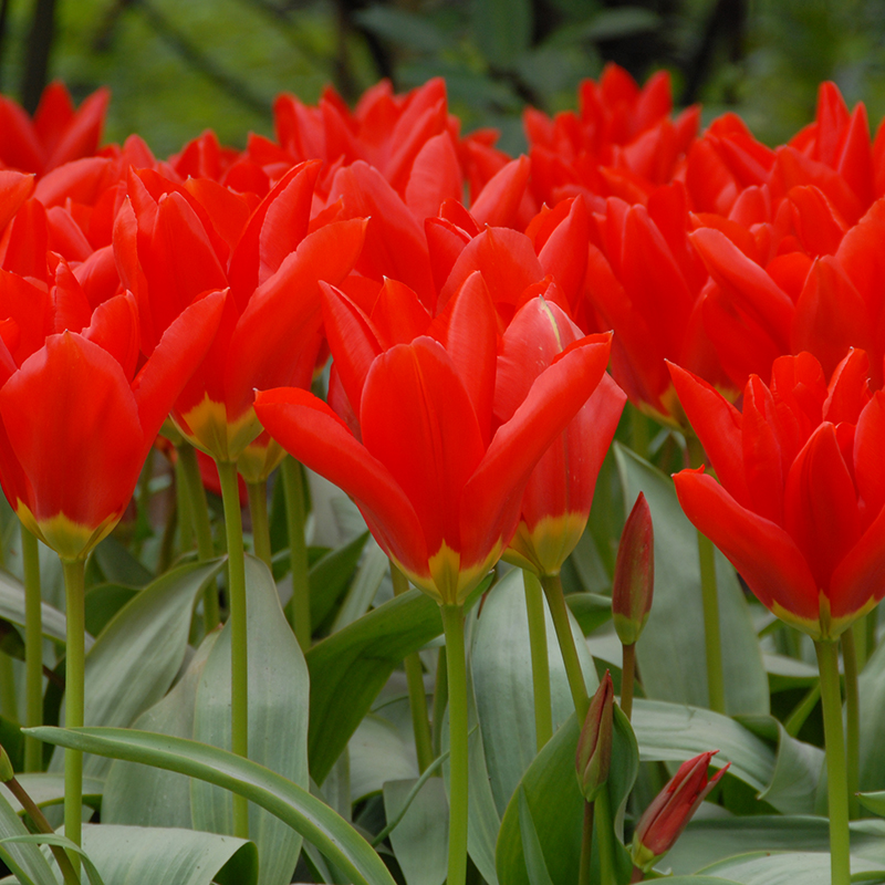 Tulipa Madame Lefeber 12/+ , à 50